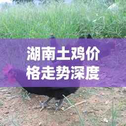 湖南土鸡价格走势深度解析