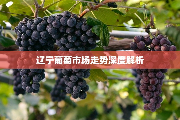 辽宁葡萄市场走势深度解析