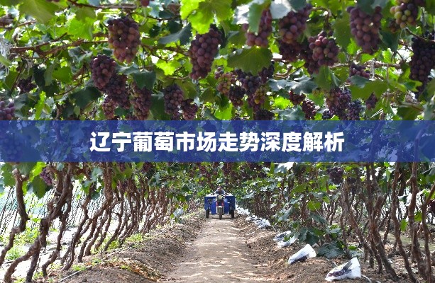 辽宁葡萄市场走势深度解析