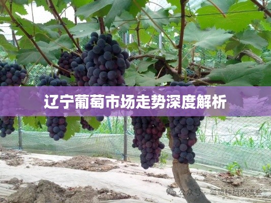 辽宁葡萄市场走势深度解析