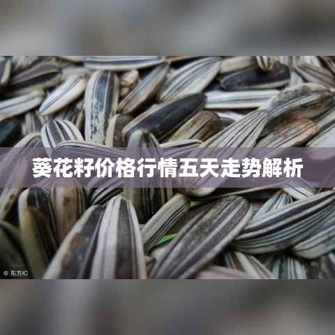 葵花籽价格行情五天走势解析