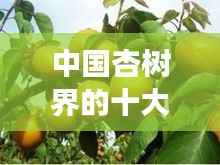 中国杏树界的十大明星品种排名揭秘！