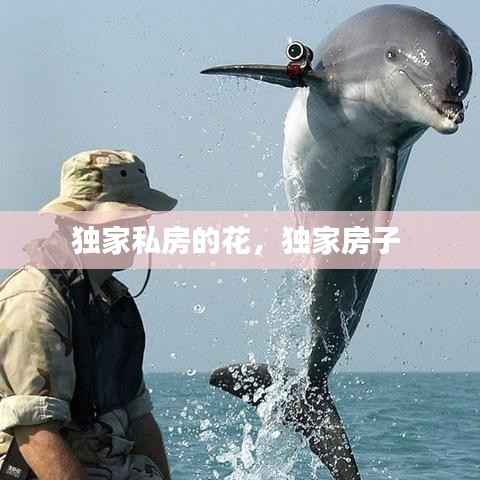独家私房的花,独家房子