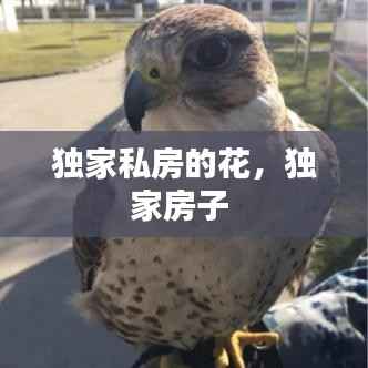 独家私房的花,独家房子