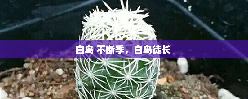 白鸟 不断季,白鸟徒长