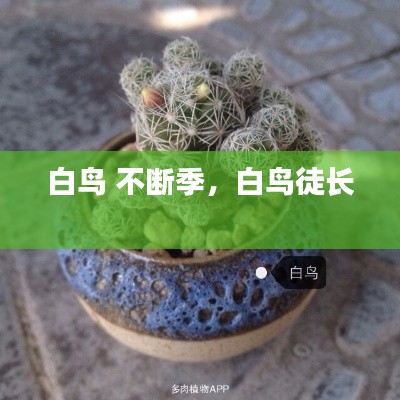 白鸟 不断季,白鸟徒长