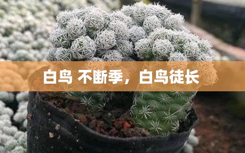 白鸟 不断季,白鸟徒长