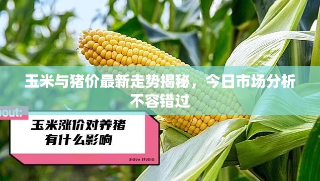 玉米与猪价最新走势揭秘,今日市场分析不容错过