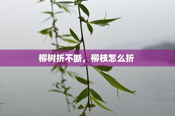 柳树折不断,柳枝怎么折