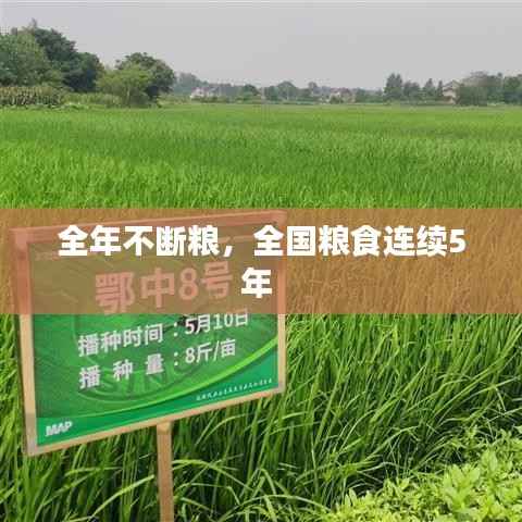 全年不断粮，全国粮食连续5年 