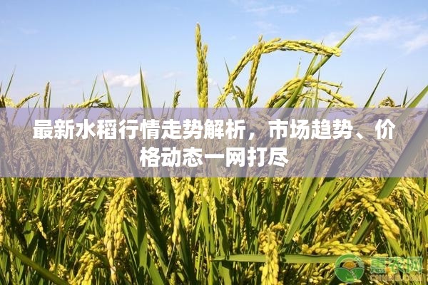 最新水稻行情走势解析，市场趋势、价格动态一网打尽