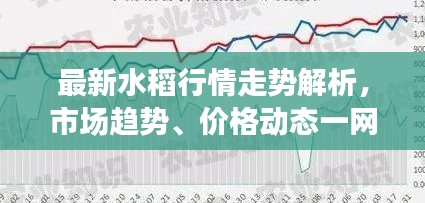 最新水稻行情走势解析,市场趋势、价格动态一网打尽