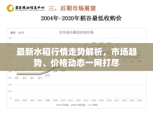 最新水稻行情走势解析,市场趋势、价格动态一网打尽
