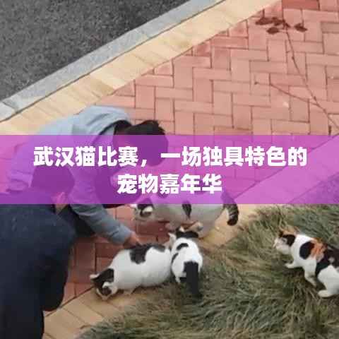 武汉猫比赛,一场独具特色的宠物嘉年华