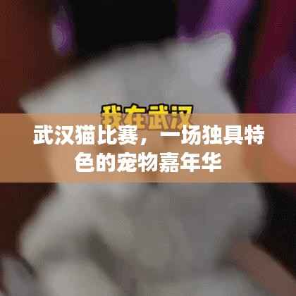 武汉猫比赛,一场独具特色的宠物嘉年华