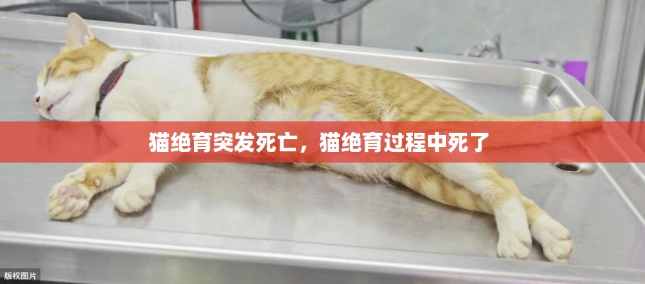 猫绝育突发死亡，猫绝育过程中死了 