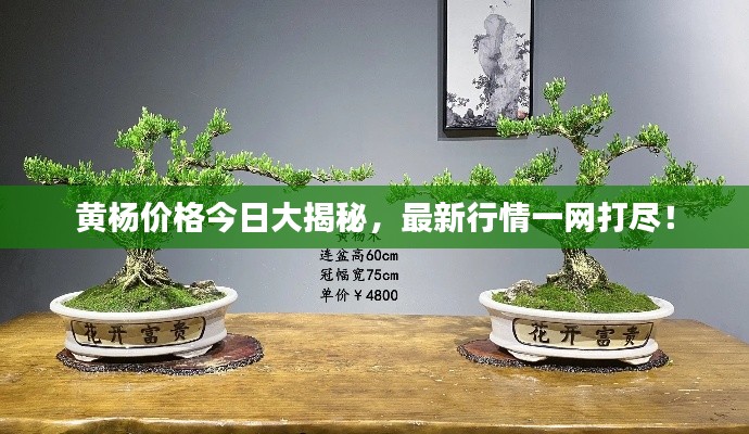 黄杨价格今日大揭秘，最新行情一网打尽！