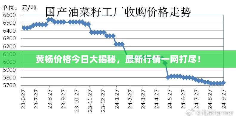 黄杨价格今日大揭秘,最新行情一网打尽!