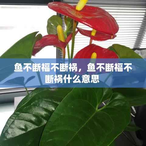 鱼不断福不断祸，鱼不断福不断祸什么意思 