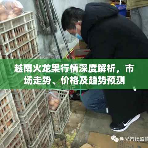 越南火龙果行情深度解析，市场走势、价格及趋势预测