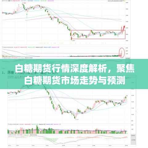 白糖期货行情深度解析,聚焦白糖期货市场走势与预测