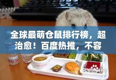 全球最萌仓鼠排行榜,超治愈!百度热推,不容错过!