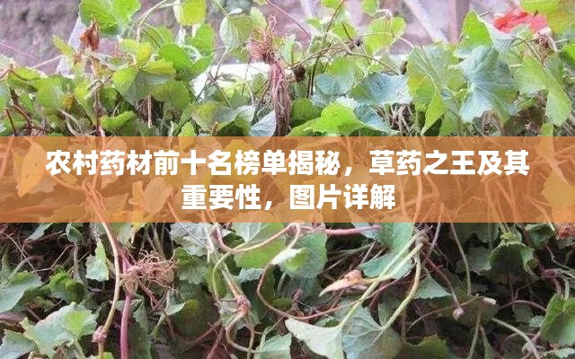 农村药材前十名榜单揭秘，草药之王及其重要性，图片详解