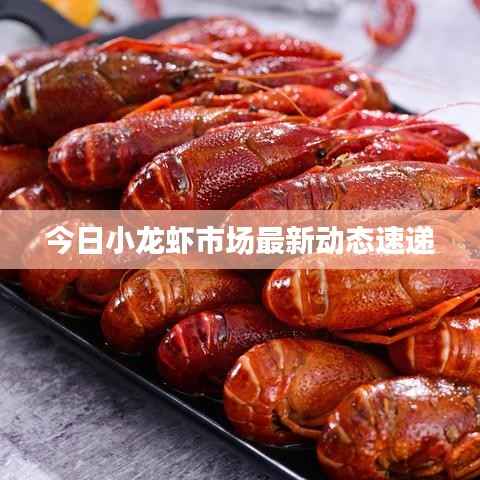 今日小龙虾市场最新动态速递