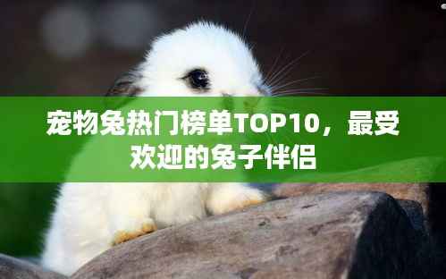宠物兔热门榜单TOP10，最受欢迎的兔子伴侣