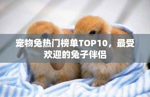 宠物兔热门榜单TOP10,最受欢迎的兔子伴侣