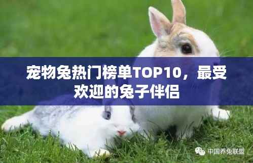 宠物兔热门榜单TOP10,最受欢迎的兔子伴侣