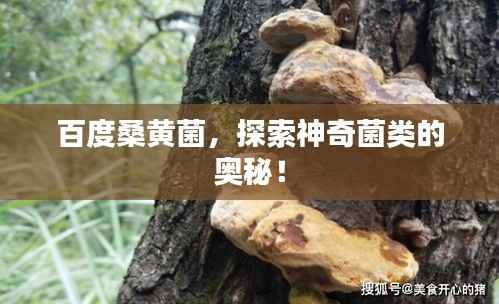 百度桑黄菌，探索神奇菌类的奥秘！