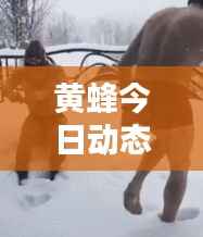 黄蜂今日动态,最新消息与图片专报