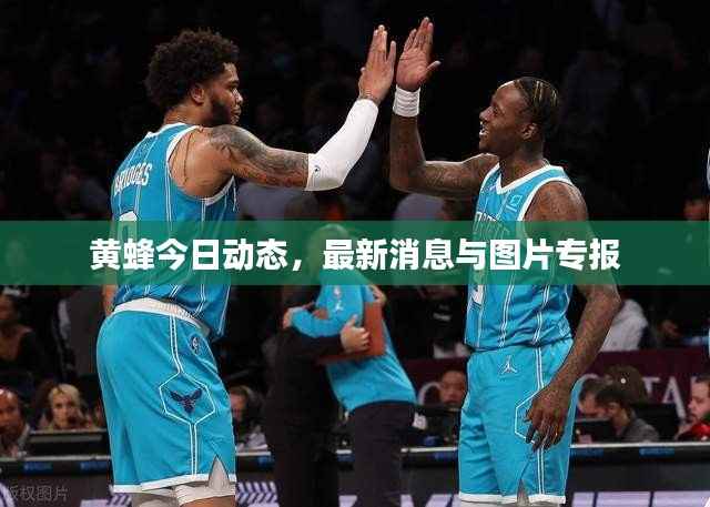 黄蜂今日动态,最新消息与图片专报