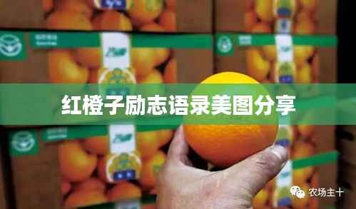 红橙子励志语录美图分享