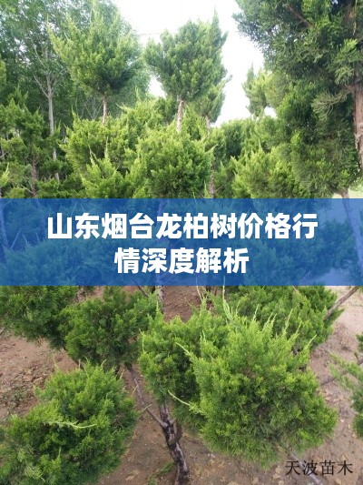 山东烟台龙柏树价格行情深度解析