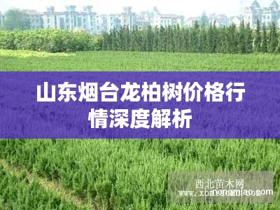 山东烟台龙柏树价格行情深度解析