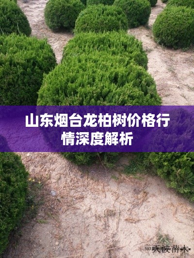 山东烟台龙柏树价格行情深度解析