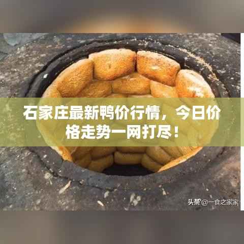 石家庄最新鸭价行情,今日价格走势一网打尽!