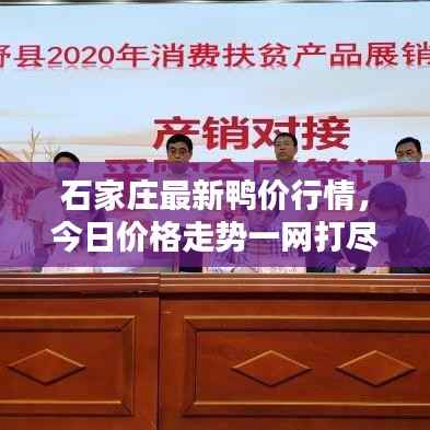 石家庄最新鸭价行情,今日价格走势一网打尽!