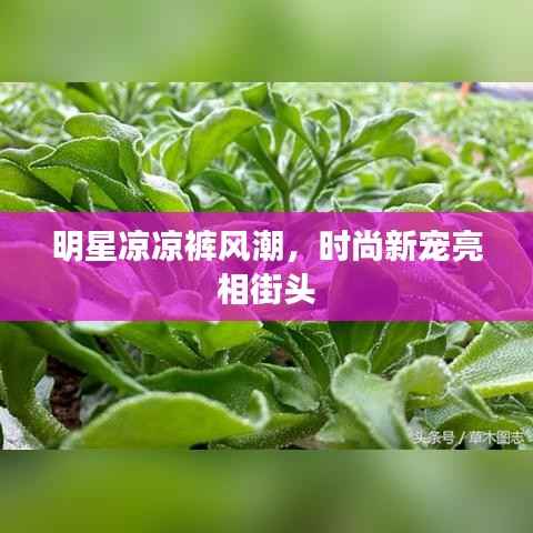 明星凉凉裤风潮,时尚新宠亮相街头