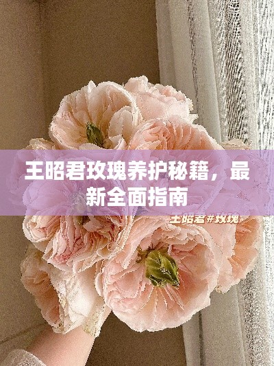 王昭君玫瑰养护秘籍,最新全面指南