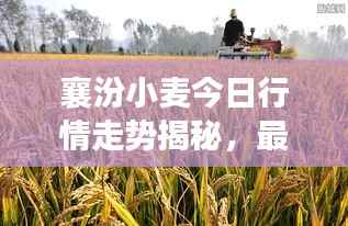 襄汾小麦今日行情走势揭秘，最新价格动态分析