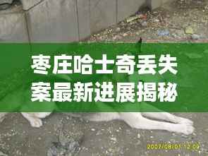 枣庄哈士奇丢失案最新进展揭秘