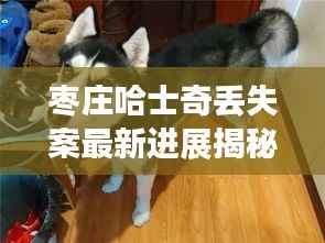 枣庄哈士奇丢失案最新进展揭秘