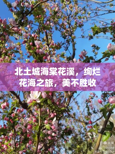 北土城海棠花溪，绚烂花海之旅，美不胜收